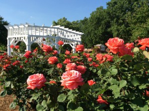 Rose Garden