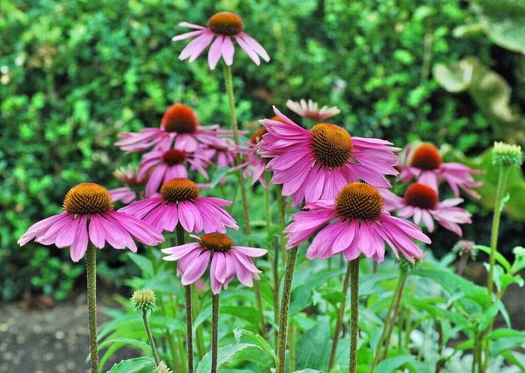 Purple Cone Flower