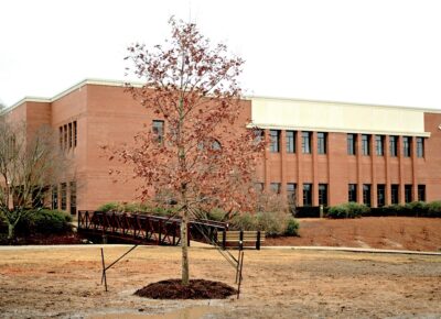 A small white oak tree, secured with staked lines, stands on the lawn in front of a brick building.